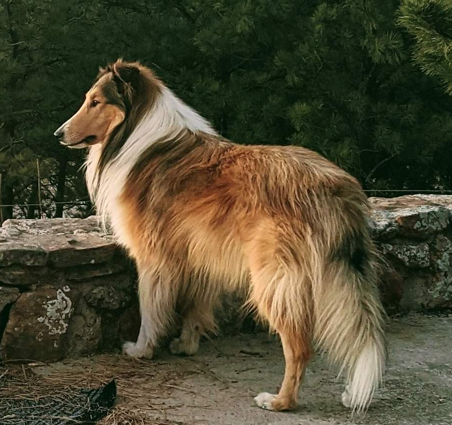 image scottish collie agility